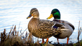 ducks