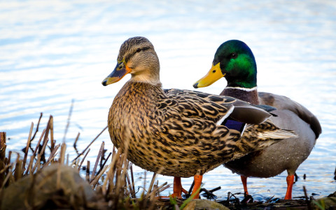 ducks